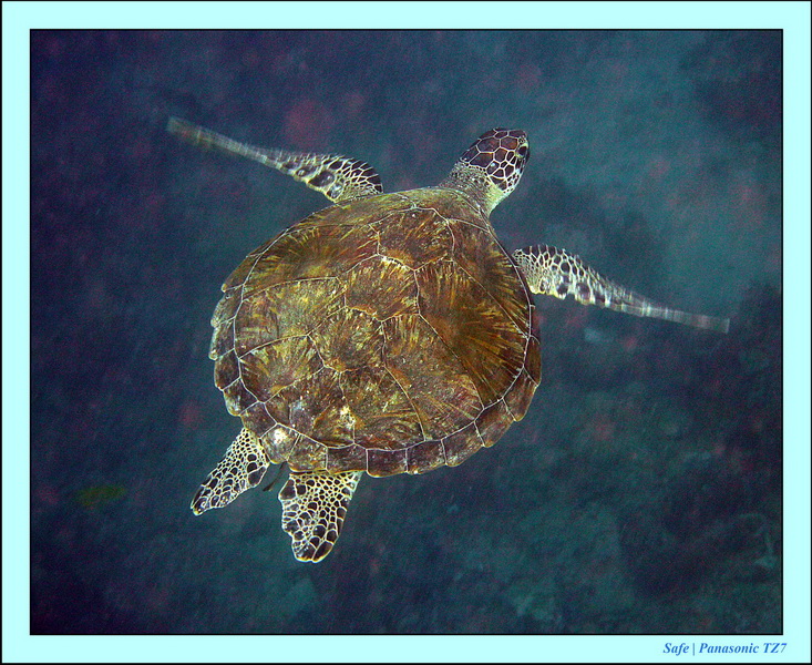 2011 - 08 - Bohey Dulang Island 23